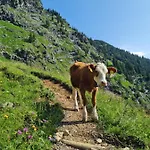 Sonnenblume 1322 Mit Hallenbad Und Sauna 아파트 미센 윌햄스